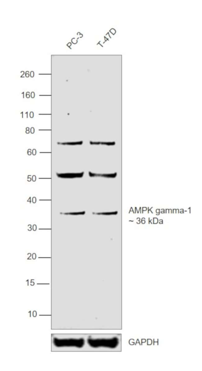Anti-AMPK gamma 1