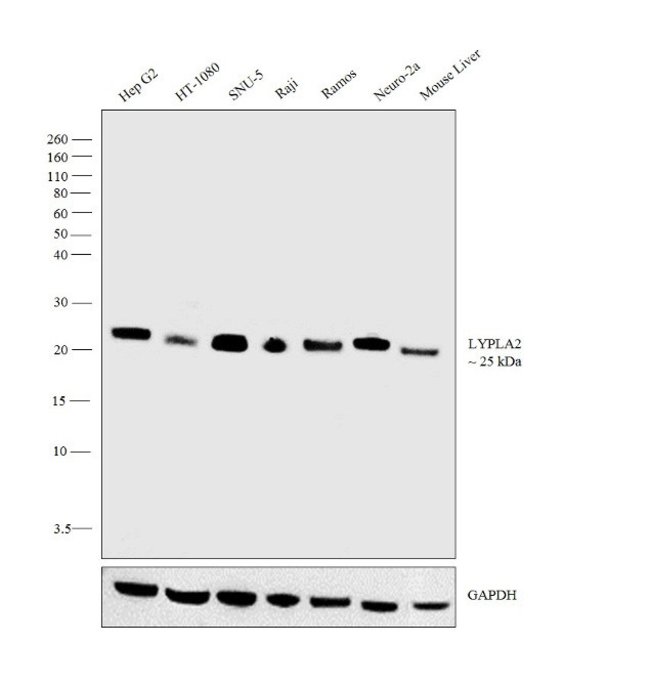 Anti-lysophospholipase II