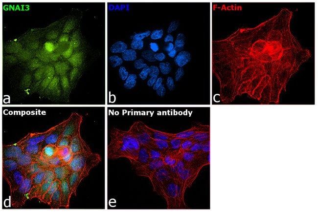 ANTI-G PROTEIN ALPHA INHIBITOR 3