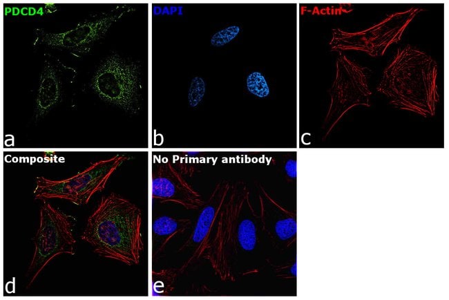 Anti-PDCD4
