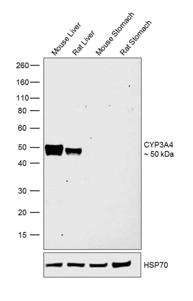 Anti-CYP3A4