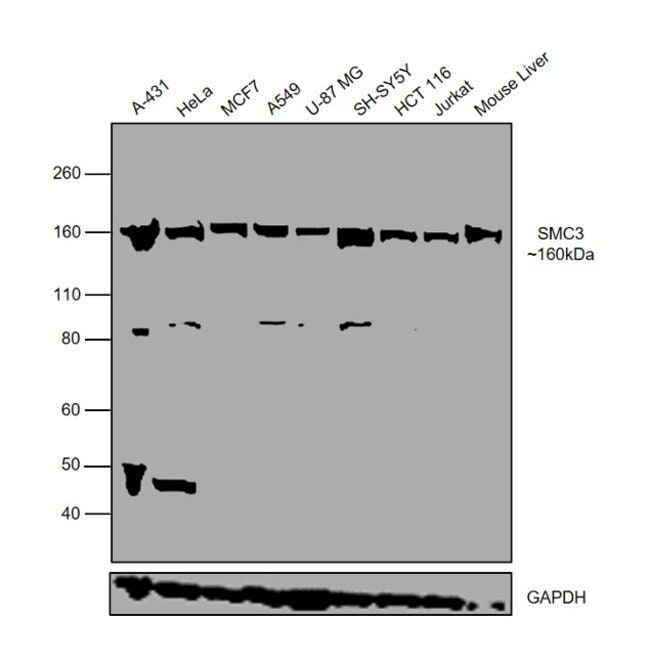 Anti-SMC3
