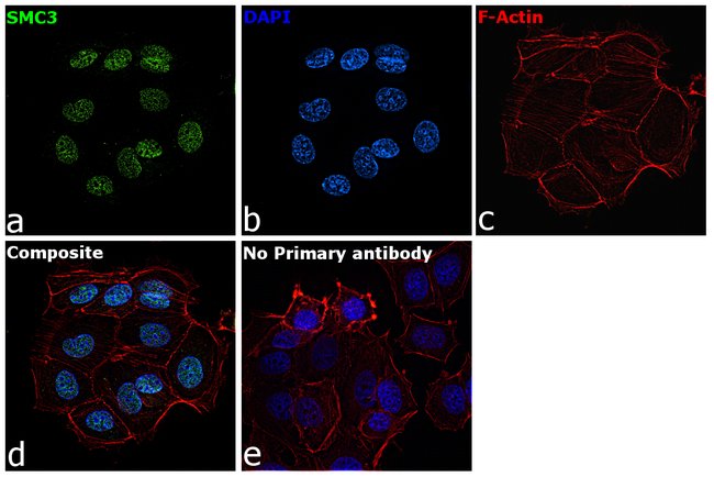Anti-SMC3