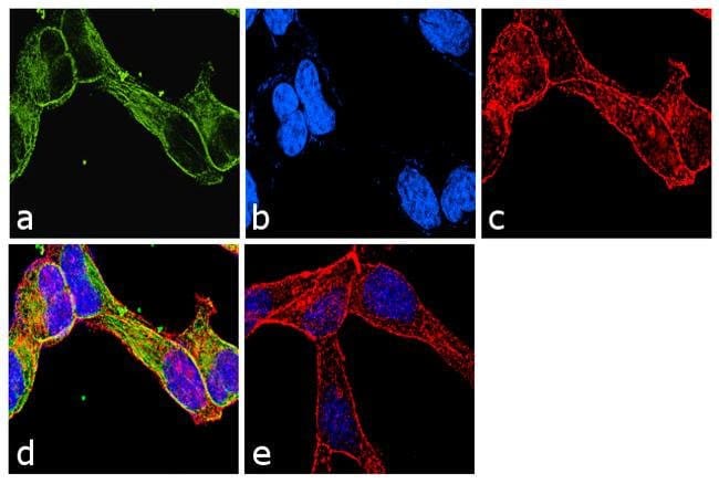 Anti-alpha Tubulin 8