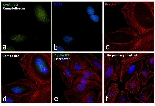 Anti-Cyclin B2