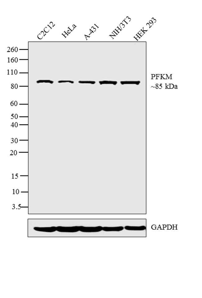 Anti-PFK (muscle)