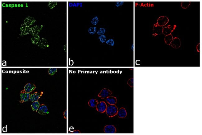 Anti-Caspase 1