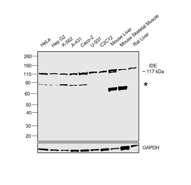 Anti-insulin-degrading enzyme