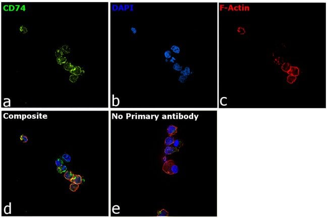 Anti-CD74