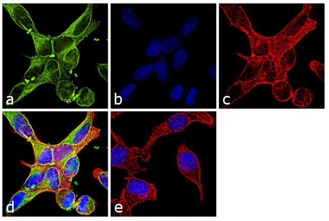 Anti-alpha Tubulin 4a