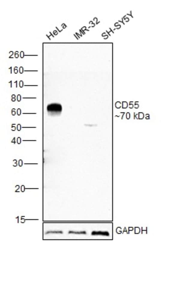 Anti-CD55