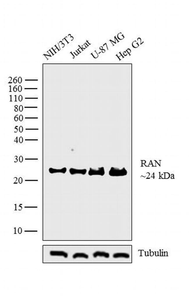 Anti-RAN