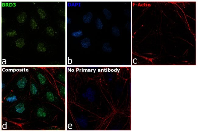 Anti-BRD3