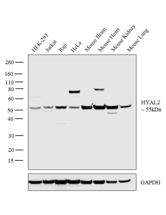 Anti-HYAL2