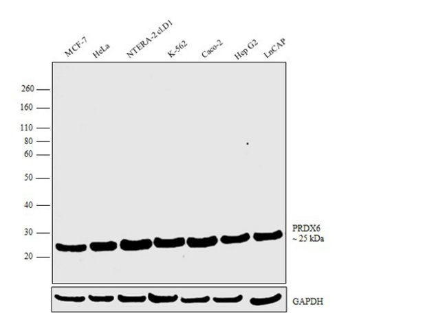 Anti-Peroxiredoxin 6