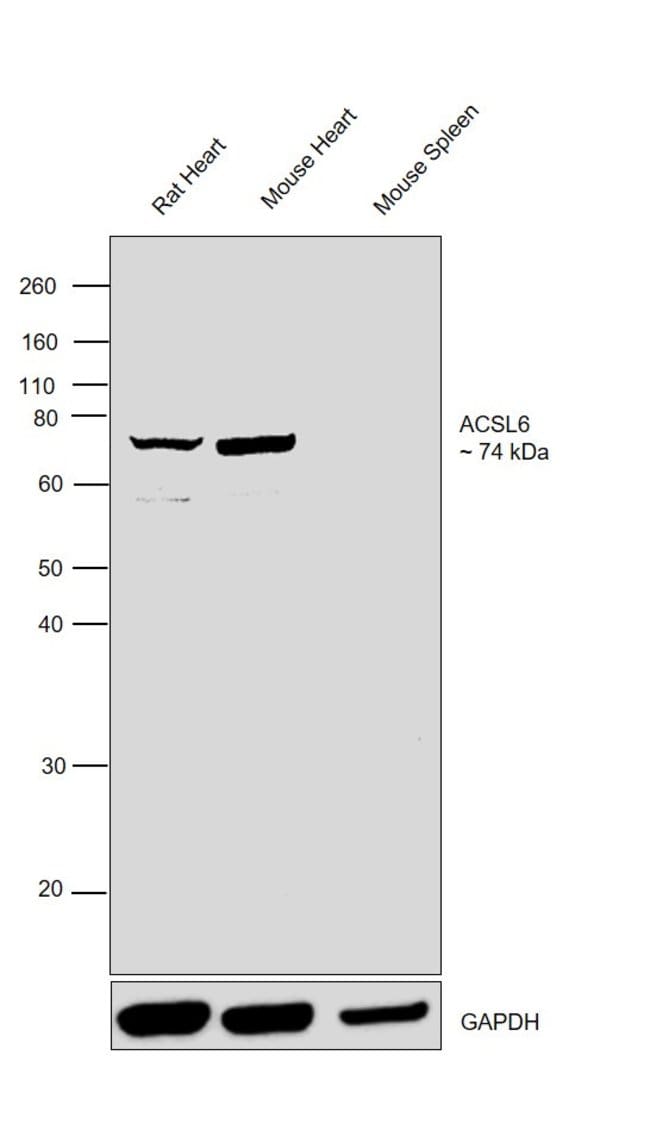 Anti-ACSL6