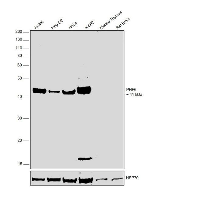 Anti-PHF6