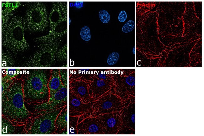 Anti-FSTL1