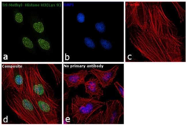 ANTI-TRI-METHYL-HISTONE H3 MLYS9
