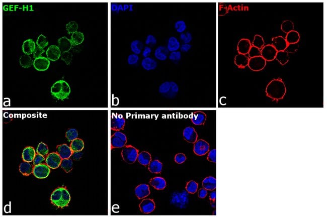100uL Polyclonal antibody, GEF-H1, host