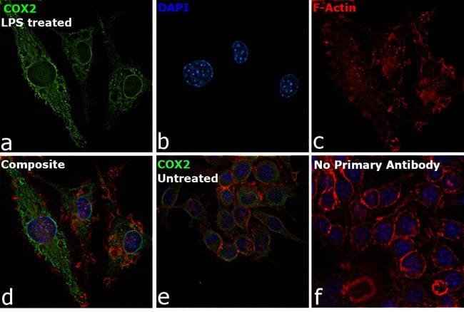 500uL Polyclonal antibody, COX-2, host r