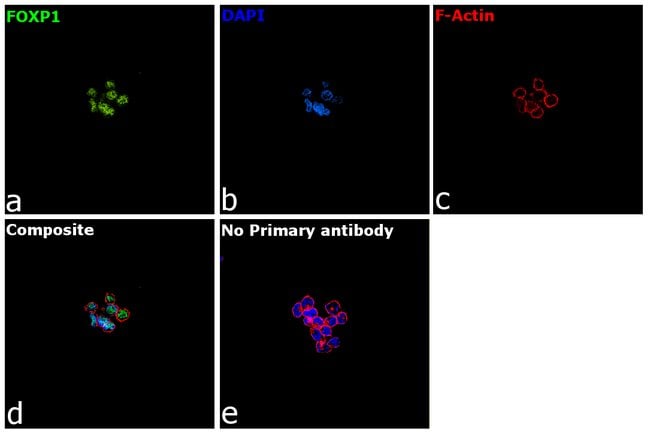 500uL Polyclonal antibody, FOXP1, host r