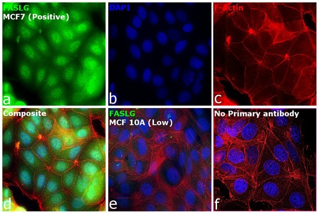 100UL CD178 ANTIBODY 100 ul