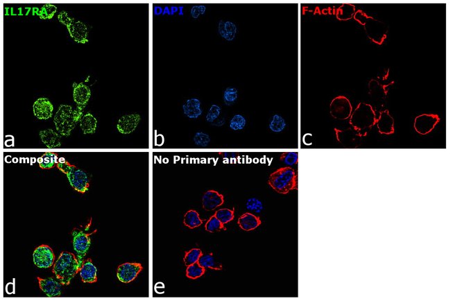 100UL IL-17RA ANTIBODY 100 ul