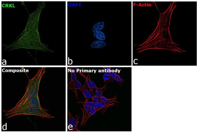 100UL CRKL ANTIBODY 100 ul