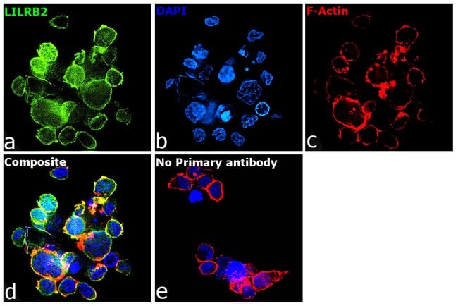 100UL LILRB2 ANTIBODY 100 ul