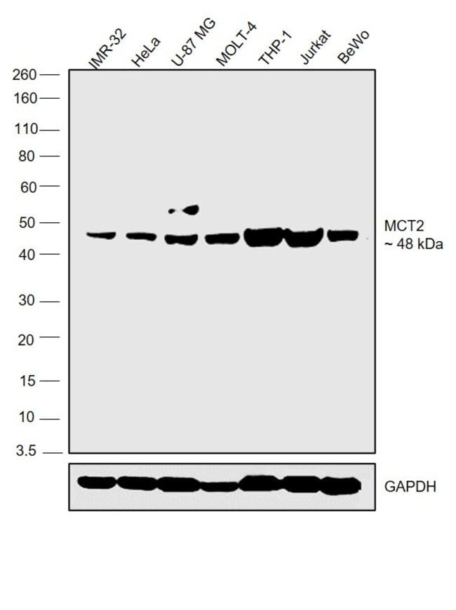 100UL MCT2 ANTIBODY 100 ul