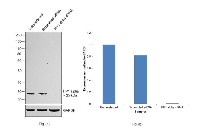 100UL HP1 ALPHA ANTIBODY 100 ul