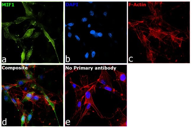 100UL MIF ANTIBODY 100 ul