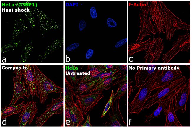 100UL G3BP1 ANTIBODY 100 ul