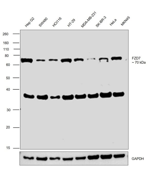 100UL FZD7 ANTIBODY 100 ul