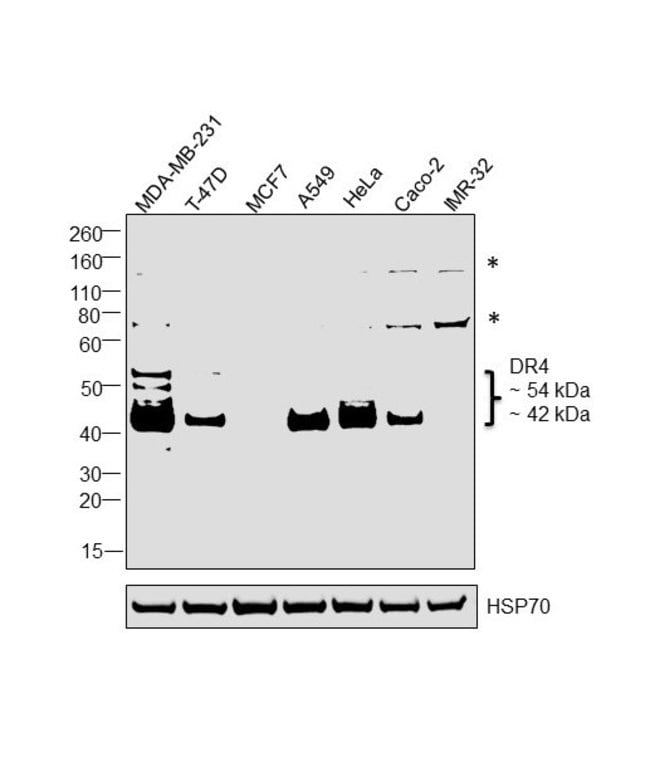 100UL DR4 ANTIBODY 100 ul