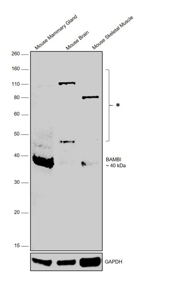 100UL BAMBI ANTIBODY 100 ul