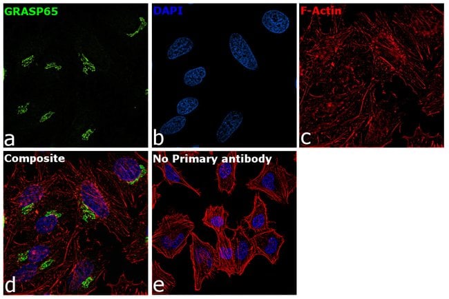 100UL GRASP65 ANTIBODY 100 ul