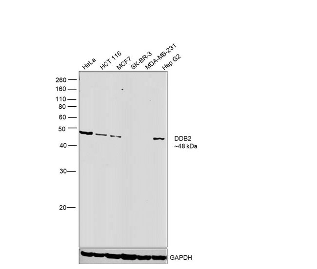 100UL DDB2 ANTIBODY 100 ul