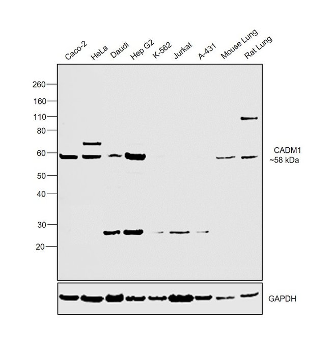 100UL CADM1 ANTIBODY 100 ul
