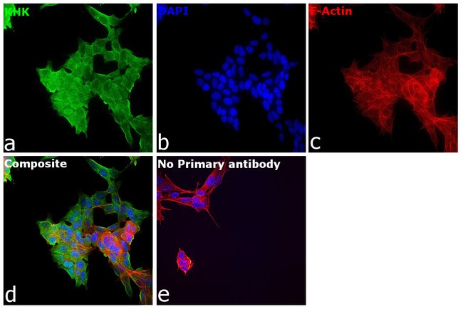 100UL KHK ANTIBODY 100 ul