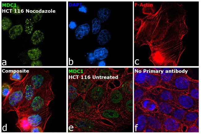 100UL MDC1 ANTIBODY 100 ul