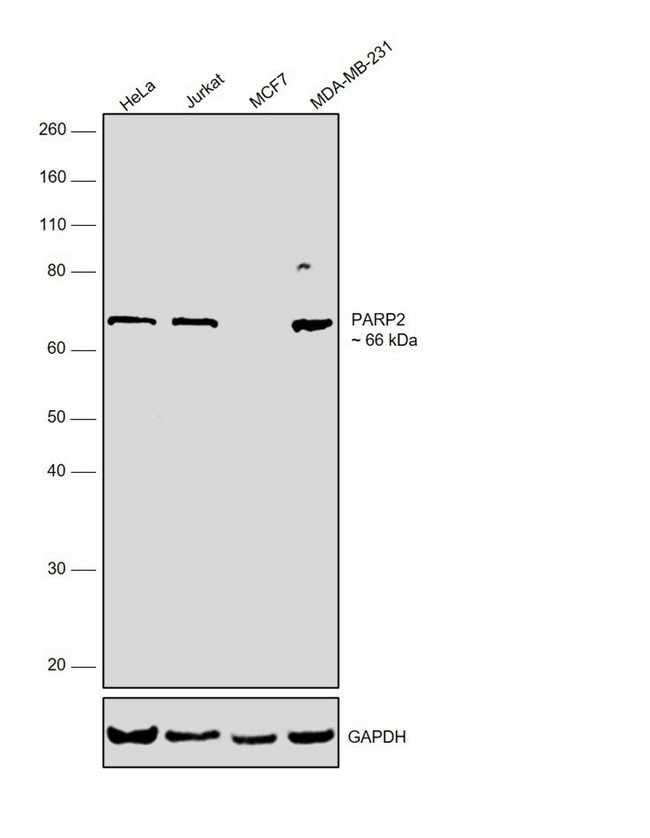 100UG PARP2 ANTIBODY 100 ug