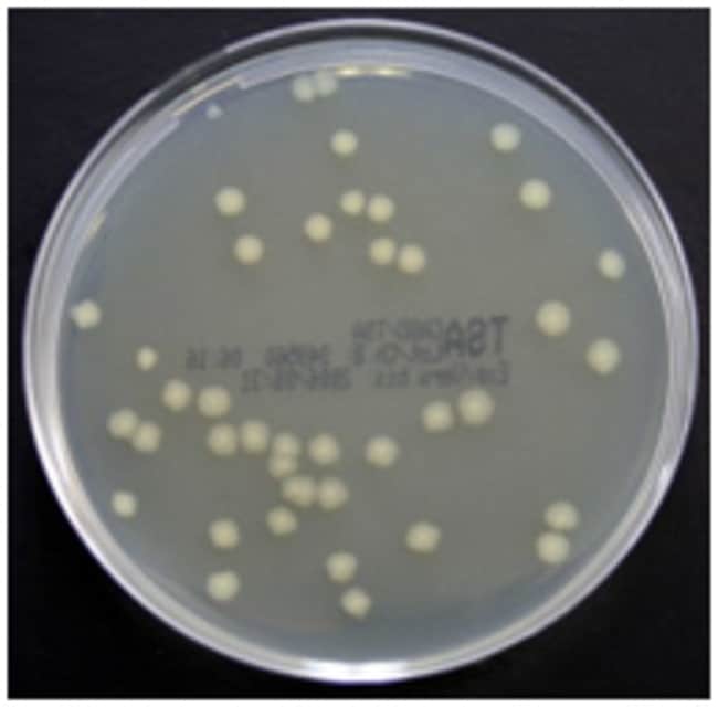 Thermo Scientific Trypton-Soja-Agar (Cas