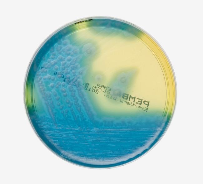 Polymyxin Eigelb Mannitol Bromothymol Bl