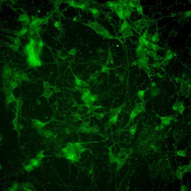 100UG PSD95 Monoclonal Antibody (6G6-1C9