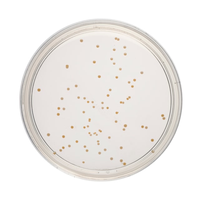 Thermo Scientific R2 A Agar, Perlweiß, t