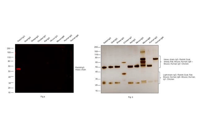 AF 594 GT ANTI-RB IGG AB, READYPR. REAG.