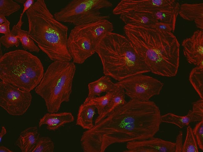 AF 594 GT ANTI-MS IGG AB, READYPR. REAG.