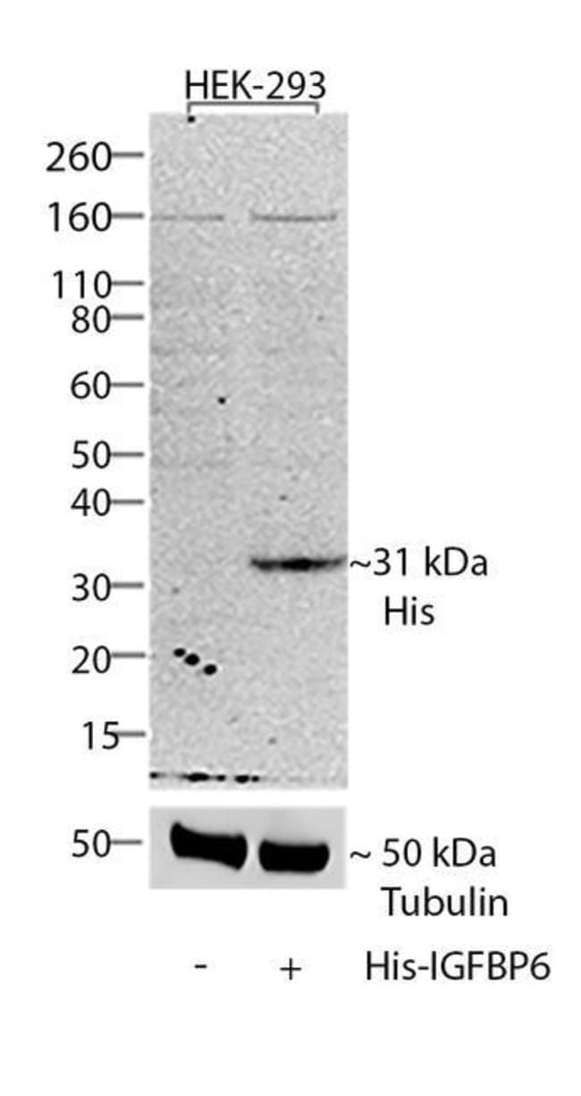 Anti-His(C-term)-AP Antibody, 125 µl The